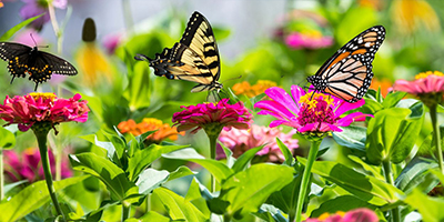 Butterfly Garden Visit